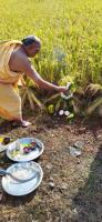 Bhumi Puja and  Dhanya Sangrahana at Shirali